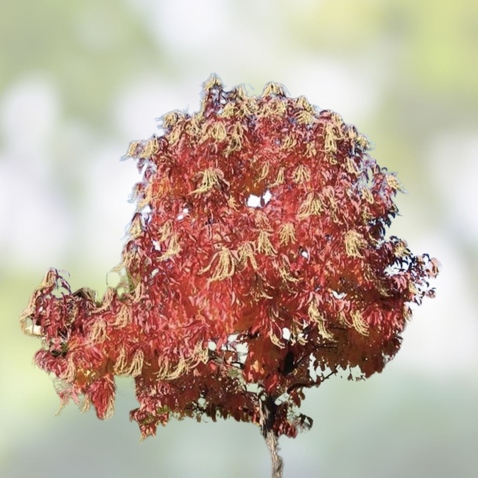 Sugar Maple Seeds 50 Pack | Acer saccharum Tree Seeds for Planting | Fast Growing Maple Tree Seeds for Gardening
