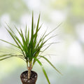 Dragon Tree Cuttings - 5 Hawaii Grown Dracaena Marginata Bonsai Money Tree Plants - Fast Growing Indoor Plant