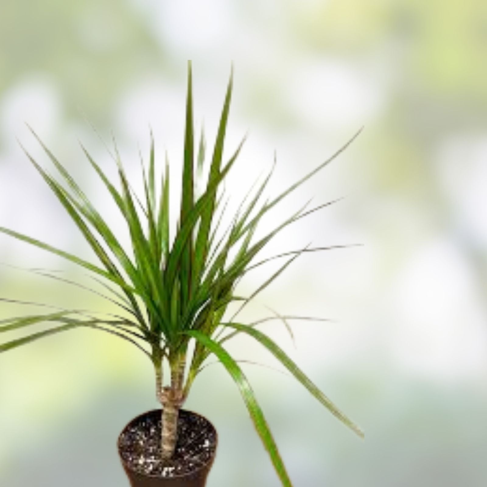 Dragon Tree Cuttings - 5 Hawaii Grown Dracaena Marginata Bonsai Money Tree Plants - Fast Growing Indoor Plant