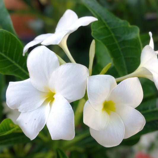 Hawaiian Fiddle Plumeria Plant 5 Pack – Fragrant White Flowers – Plumeria pudica – Tropical Garden Flowering Shrubs