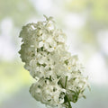 Angel White Lilac Cuttings 5 Branches Syringa vulgaris Live Plant Bare Root Starter Plant
