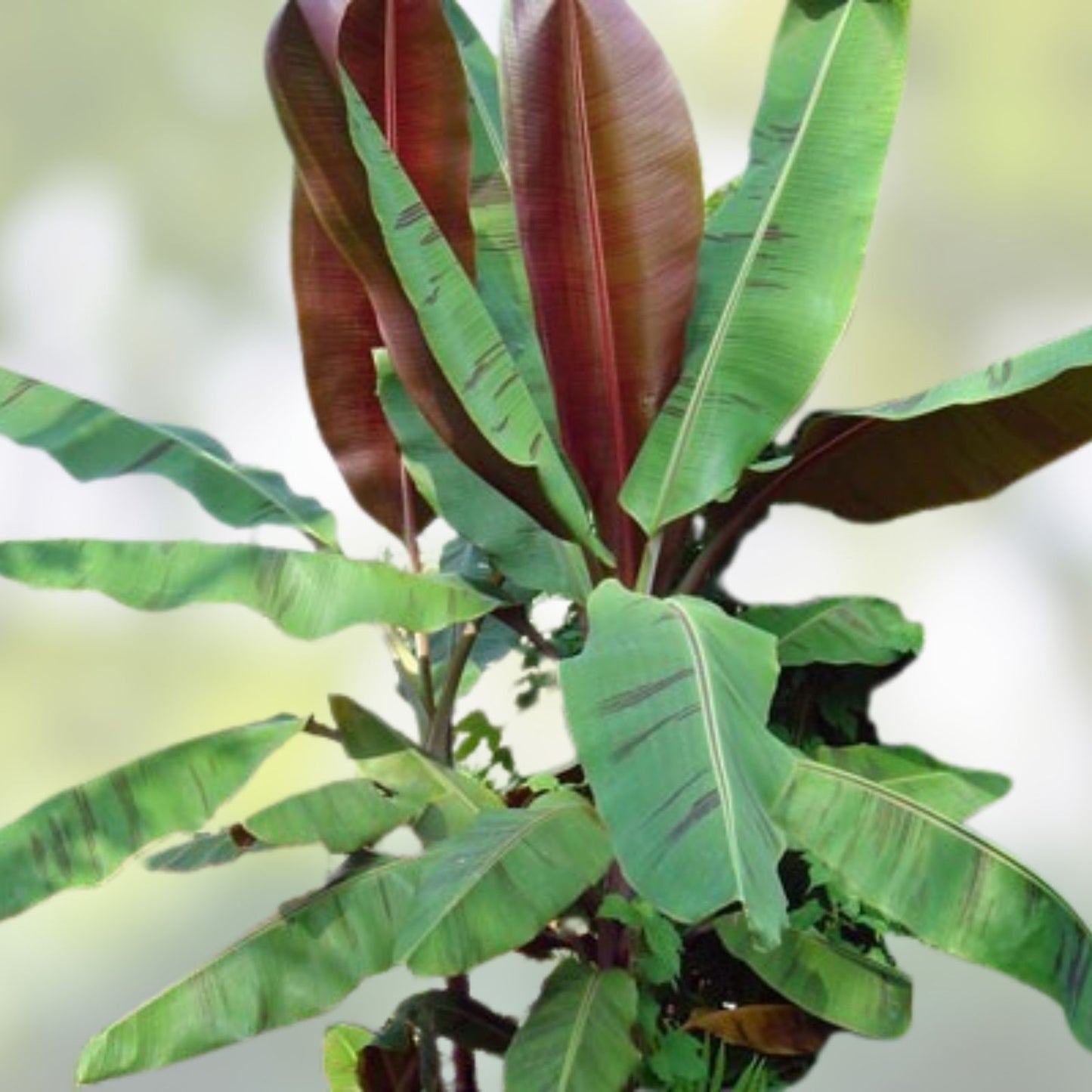Musa Banana Tree Bordelon Variety Live Starter Plant, Tropical Indoor Outdoor Plant, Small Rooted Plant