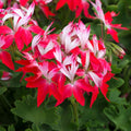 Red and White Geranium Cutting – Pelargonium Live Plant Starter 2" Pot Indoor Outdoor Garden Flower