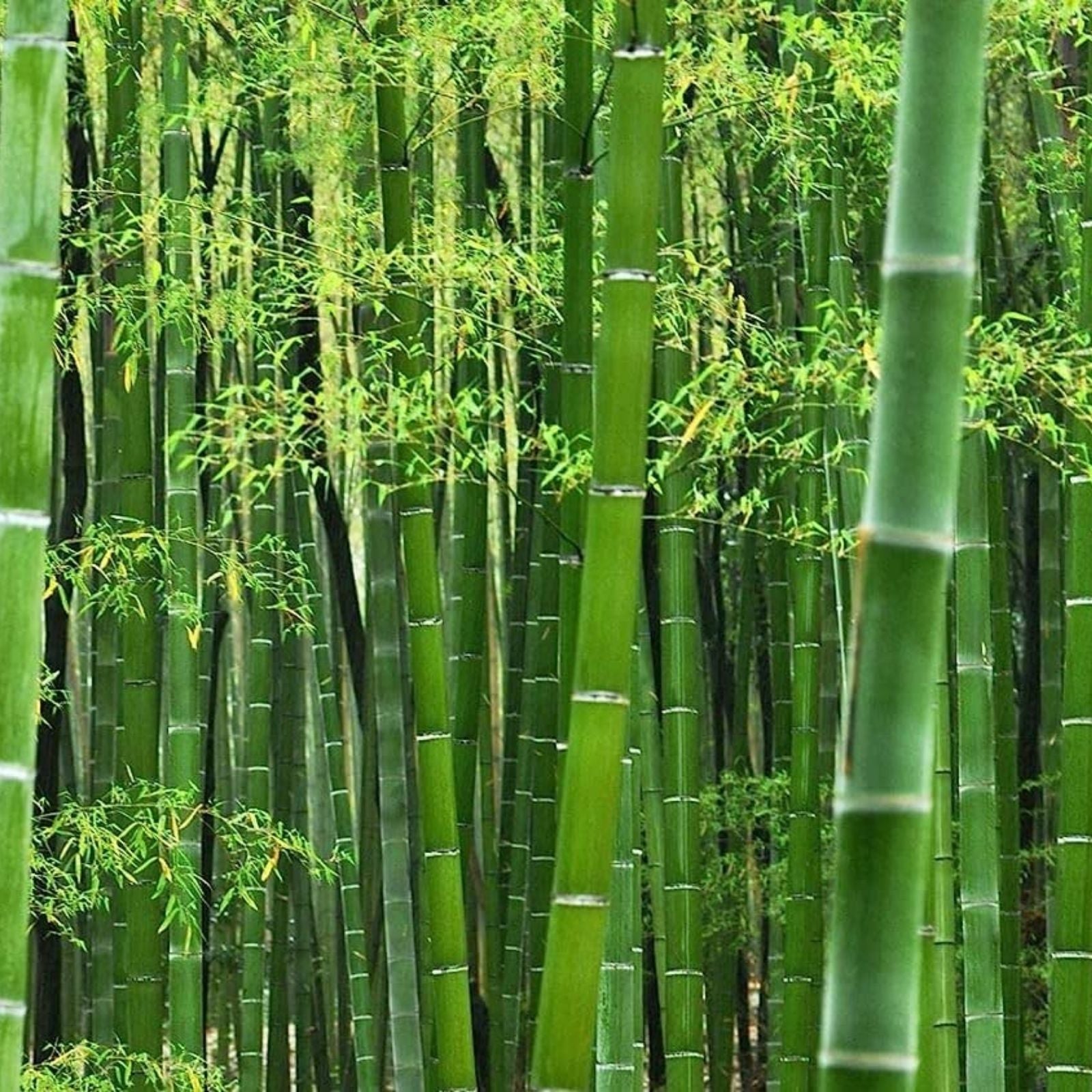Giant Timber Bamboo Seeds 100 Pack | Fast Growing Phyllostachys bambusoides | Live Bamboo Plant Starter Seeds for Gardening