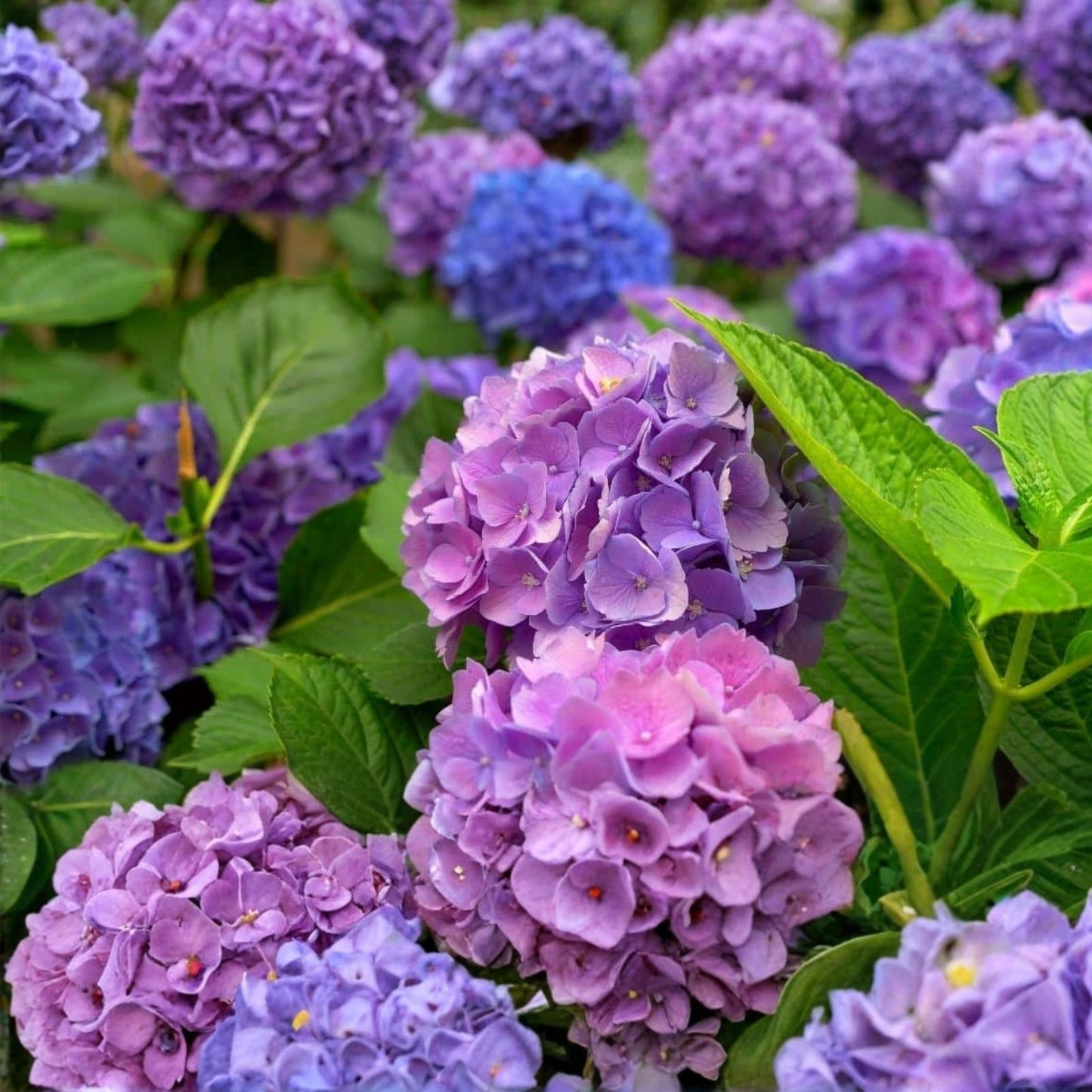 Live Hydrangea Cuttings 6" Heirloom Purple Hydrangea macrophylla Garden Plant Flowering Shrub