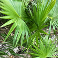Dwarf Palmetto Live Plants Bundle – 2 Sabal Minor, Drought Tolerant, Cold Hardy Southern Palms, Live Plant, Starter Plant
