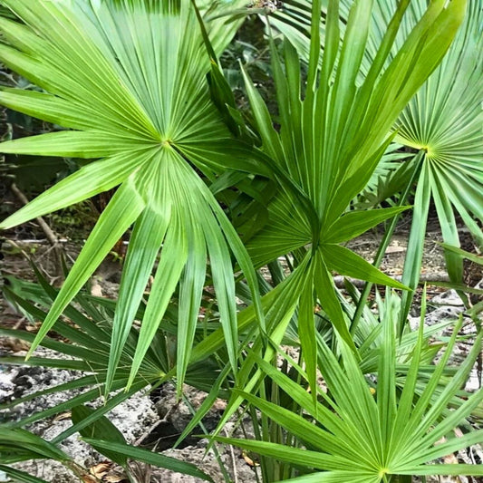 Dwarf Palmetto Live Plants Bundle – 2 Sabal Minor, Drought Tolerant, Cold Hardy Southern Palms, Live Plant, Starter Plant