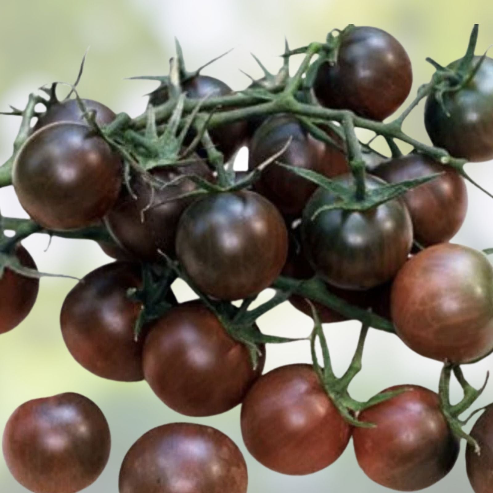 Japanese Cherry Bonsai Tree Seeds 20 Pack Prunus serrulata for Gardening and Indoor Planting