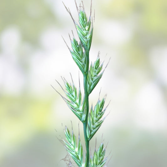 Italian Rye Grass Seeds 1 lb, Lolium multiflorum, cool season turf grass, fast-growing lawn seed, green grass seed, fast shipping