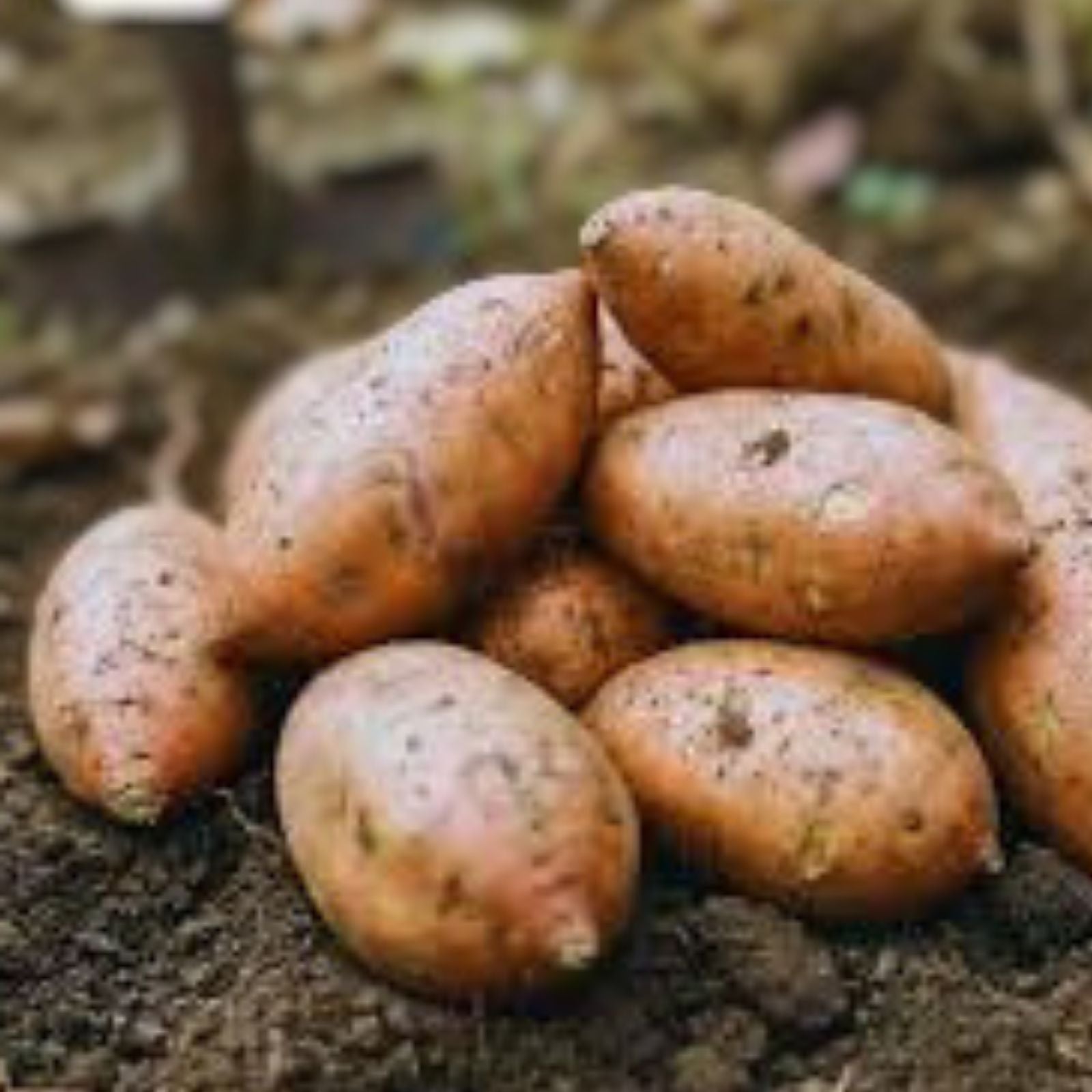 Sweet Potato Cuttings Blackie Ipomoea batatas Heirloom Starter Plant for Pots & Garden Beds
