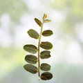 Marcgravia sp Lime Condor Cutting – Live Indoor Plant, Terrarium Plant, Houseplant, Peru Origin, 10-leaf starter plant
