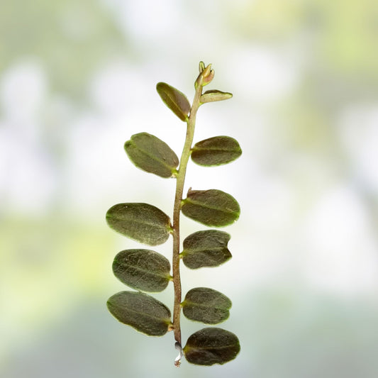 Marcgravia sp Lime Condor Cutting – Live Indoor Plant, Terrarium Plant, Houseplant, Peru Origin, 10-leaf starter plant