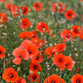 California Poppy Seeds 500 Bright Orange Eschscholzia californica Wildflower Seeds for Garden, Lawn, or Landscaping