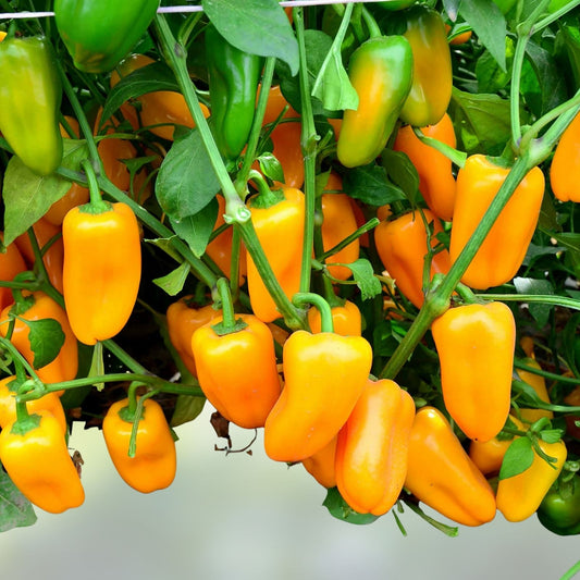 Golden Treasure Sweet F1 Pepper Seeds 30 Non-GMO Yellow Capsicum annuum Frying & Fresh Eating Plant Starter