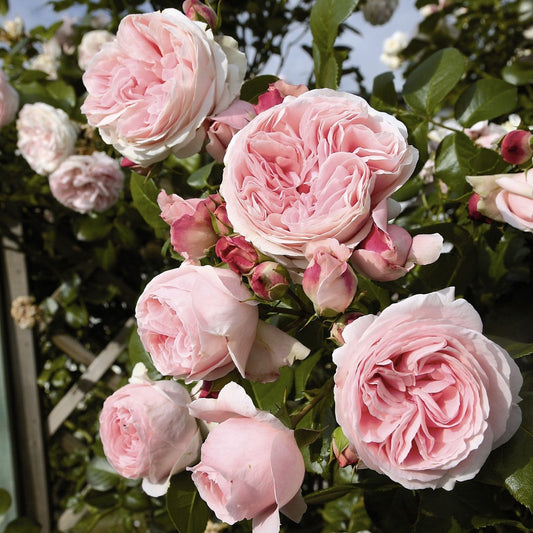 Light Pink Rose Cuttings – 3 Fresh Unrooted Propagation Plants Rosa spp. for Gardening and Floral Arrangements