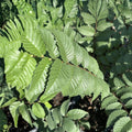 American Elm Tree Cuttings 8 Pack Non-Rooted Ulmus americana Ornamental Tree Starter Plants
