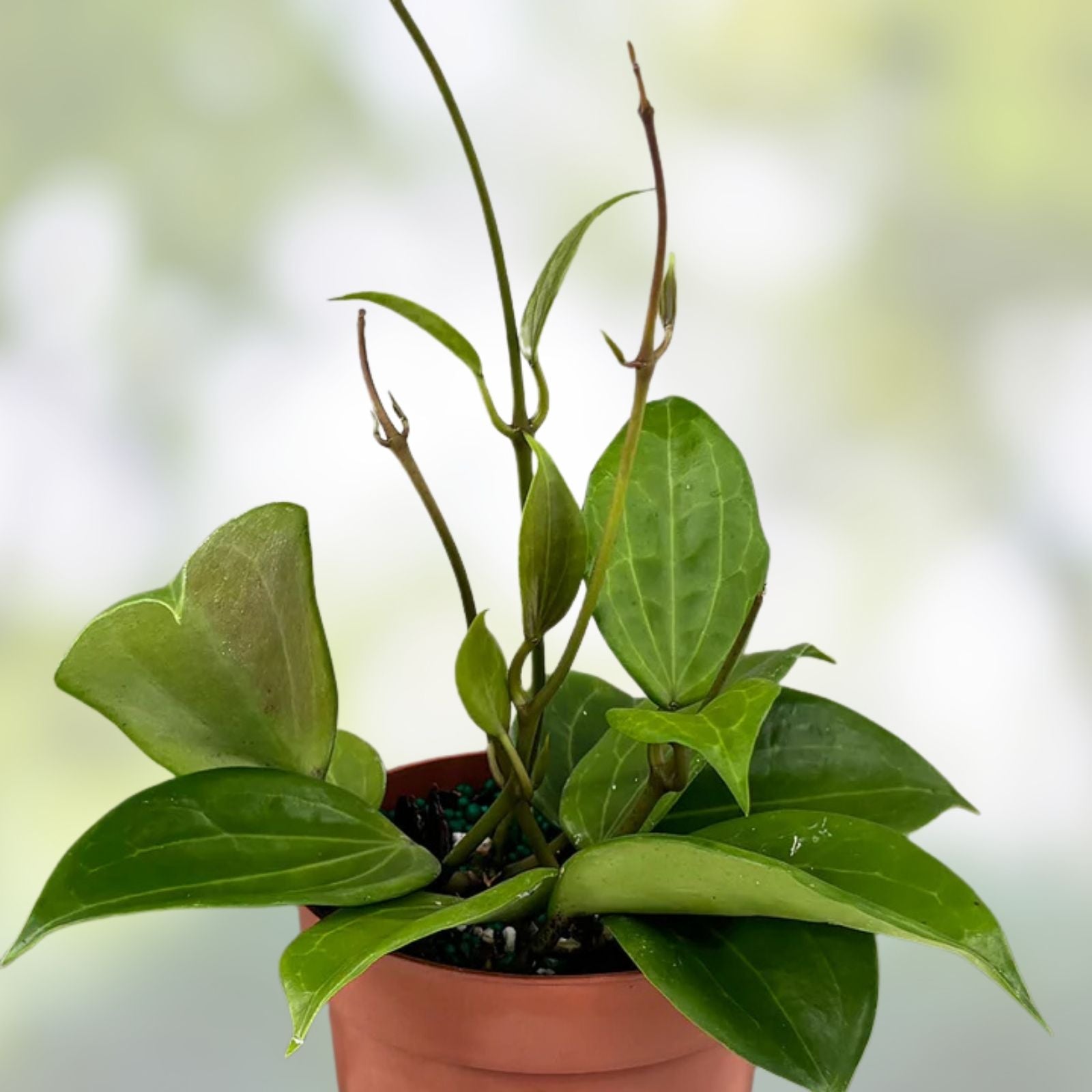 Rooted Hoya Cutting | Hoya Quinquenervia Indoor Plant Propagation | Live Houseplant for Home Decor | Easy to Grow