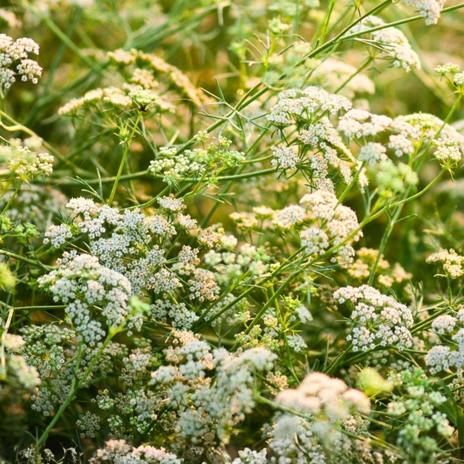 Caraway Herb Seeds 100+ for Planting & Cooking, Carum carvi Culinary Herb Seeds, Live Plant, Starter, Bare Root, Herb Cutting