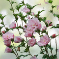 Pink Double Rose of Sharon Hibiscus syriacus Live Plant Cuttings 5 Pieces | Garden Starter Plant
