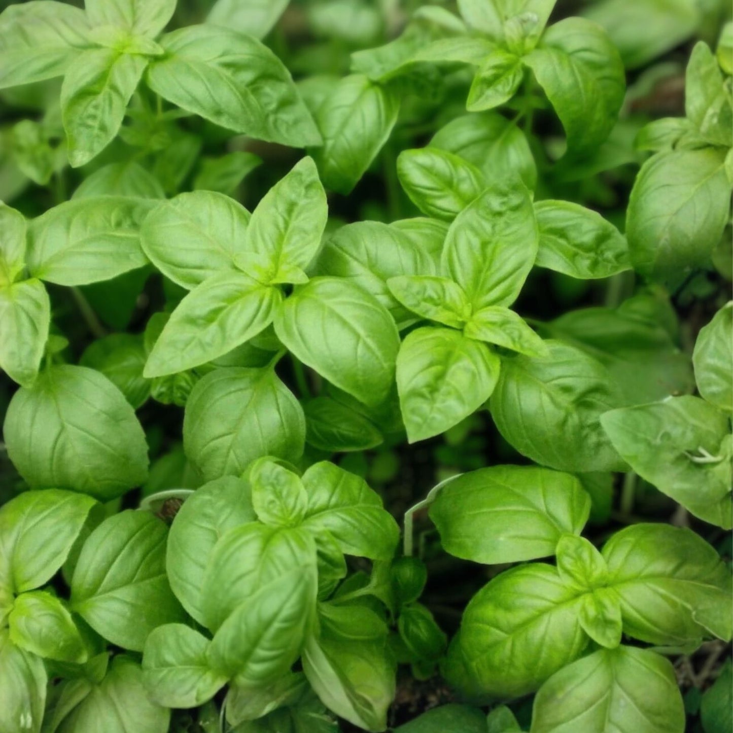 Heirloom Culinary Herb Seeds Collection 13 Varieties Non-GMO Herb Seeds for Cooking Herb Garden, Home Gardening, Live Plants, Cuttings