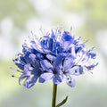 Sneezewort Seeds for Planting, 200 Perennial Herb Seeds, Achillea ptarmica, Easy to Grow, USA Ship