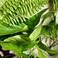 15 Pothos Ferns Wandering Jew Indoor Plant Cuttings Easy Care Houseplants Live Rooted Plants