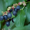 Salal Berry Seeds Gaultheria shallon Edible Fruits Evergreen Shrub Garden Landscaping 100+ Seeds