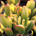 Gollum Jade Succulent Live Plant 2-4" Crassula Ovata Houseplant, Money Tree, Indoor Plant, Starter Plant