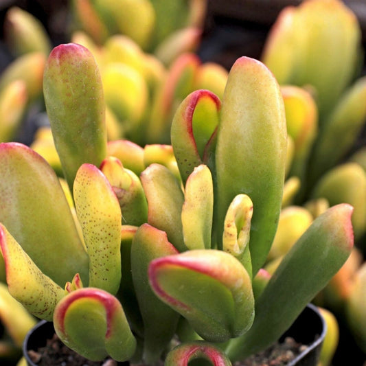 Gollum Jade Succulent Live Plant 2-4" Crassula Ovata Houseplant, Money Tree, Indoor Plant, Starter Plant