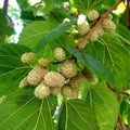 Pakistan White Mulberry Cuttings Morus alba Live Plant Fruit Tree Propagation Organic 10 Bare Root Starter Plant