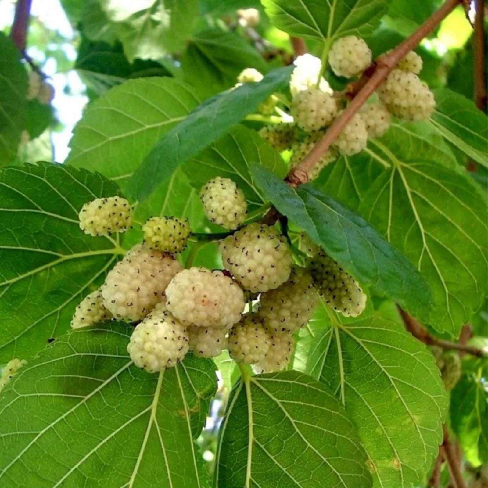 Pakistan White Mulberry Cuttings Morus alba Live Plant Fruit Tree Propagation Organic 10 Bare Root Starter Plant