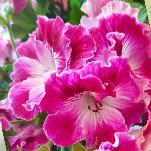 Martha Washington Geranium Cuttings - 6 Fresh Pelargonium Plant Propagules for Garden, Indoor, Outdoor Flowering Plants