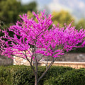 Redbud Tree Bare Root Set of 2 - Cercis canadensis Live Garden Plants for Landscaping and Yard