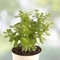 Jade Plant Cuttings 5 Pack Crassula ovata Succulents Live Houseplant Starter Money Plant