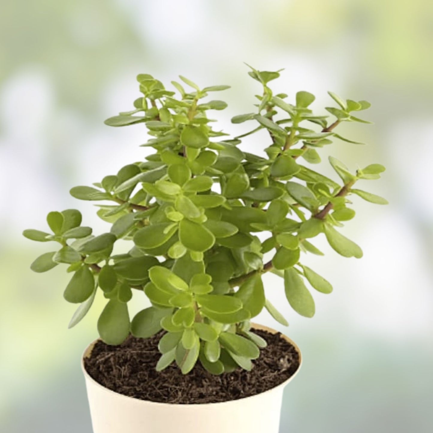 Jade Plant Cuttings 5 Pack Crassula ovata Succulents Live Houseplant Starter Money Plant