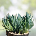 Blue Chalk Sticks Succulent Cutting - Live Plant, Easy Care, Senecio serpens, Rare Blue Foliage, Indoor and Garden Plant