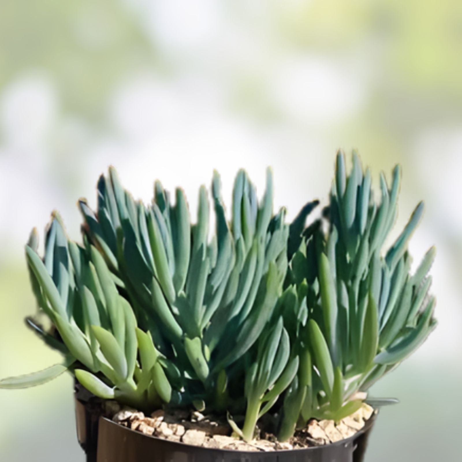 Blue Chalk Sticks Succulent Cutting - Live Plant, Easy Care, Senecio serpens, Rare Blue Foliage, Indoor and Garden Plant