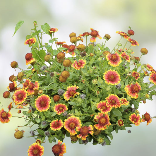 Indian Blanket Sunflower Seeds 25 Pack - Gaillardia pulchella Wildflower Seeds for Garden, Native, Drought Tolerant