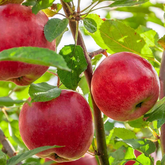 Organic Apple Tree Cuttings Malus domestica Rootstock Live Plant Grafting Starter Bare Root
