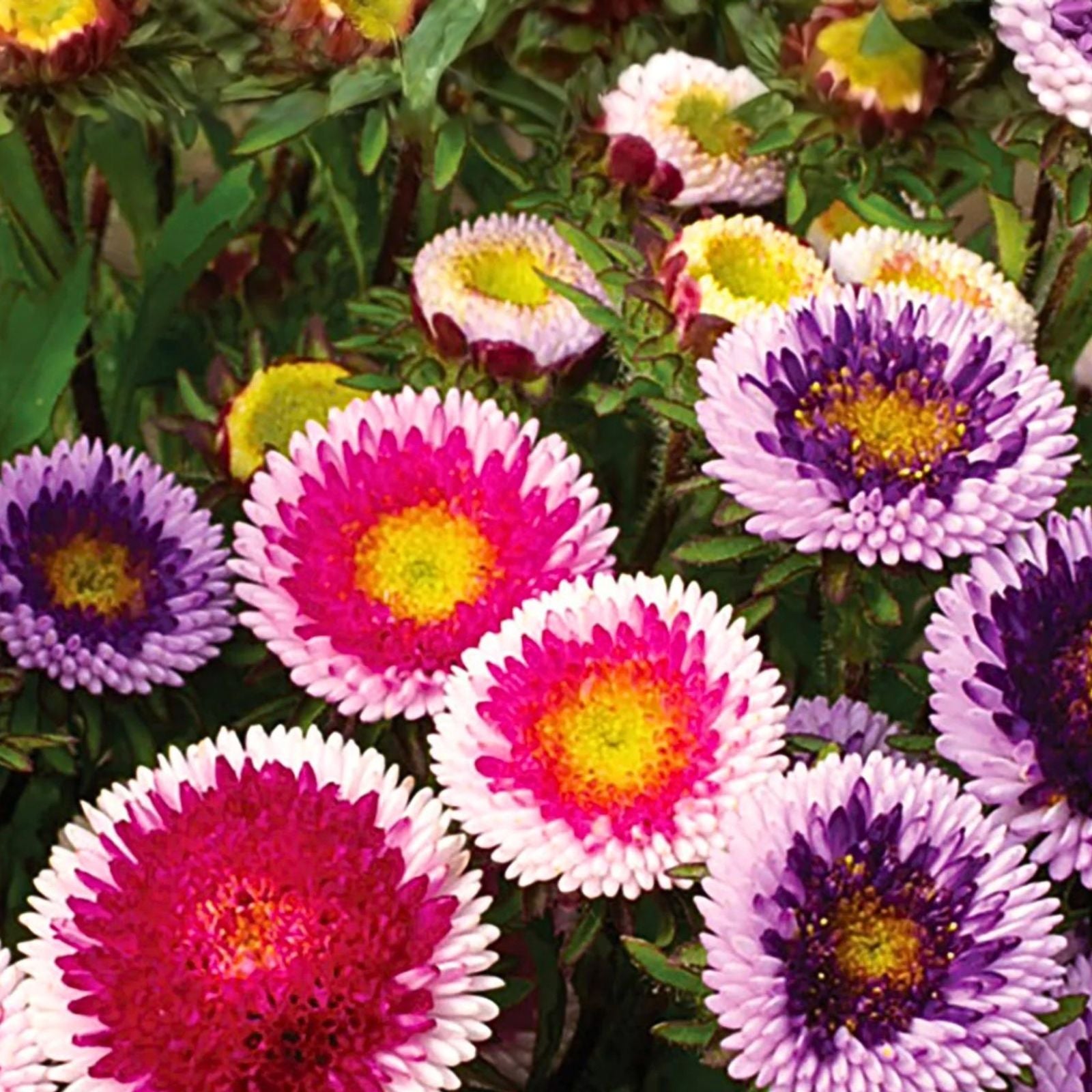 Aster Seeds Rainbow Variety 25+ Pack | Bright Garden Flowers | Live Plant, Cutting, or Starter Plant