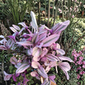 Tradescantia Nanouk Cutting 3-4in Pink Wandering Jew Live Plant Indoor Garden Houseplant