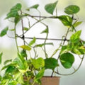 Rooted Pothos Cutting - Green Leaf Stem - Epipremnum aureum Houseplant - Live Indoor Plant - Fresh Stock