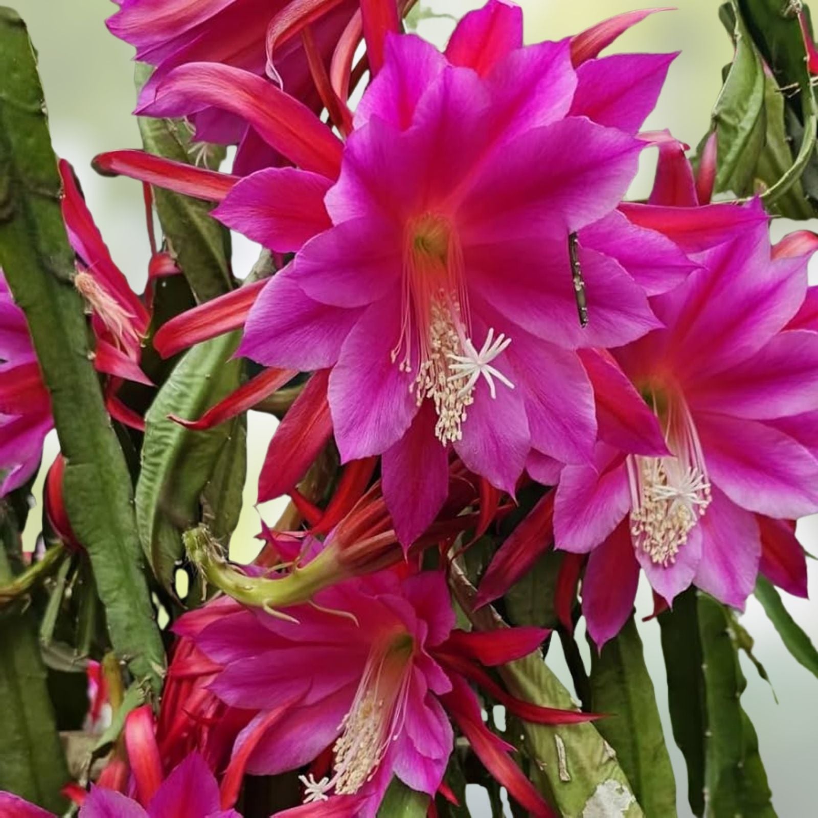 Epiphyllum Chanteuse Orchid Cactus Cutting 8-10 Inches Live Plant Propagation Houseplant
