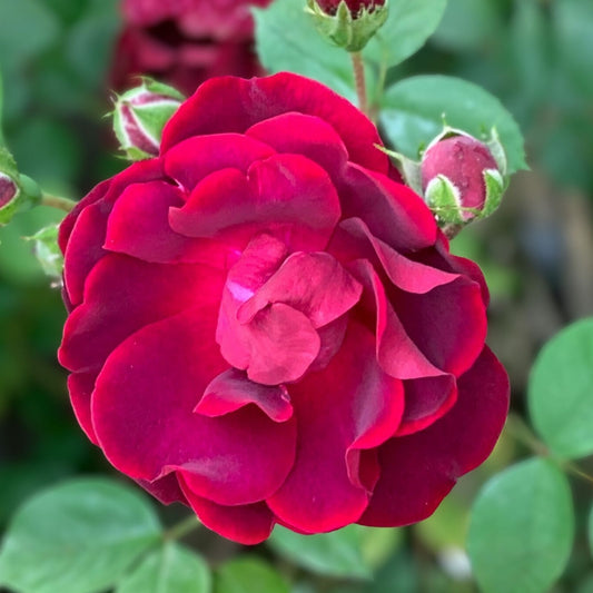 Organic Pink Rose Cuttings 5 Pack – Live Rosa spp. Garden Planting Material, Ready to Root, Bare Root, Starter Plant