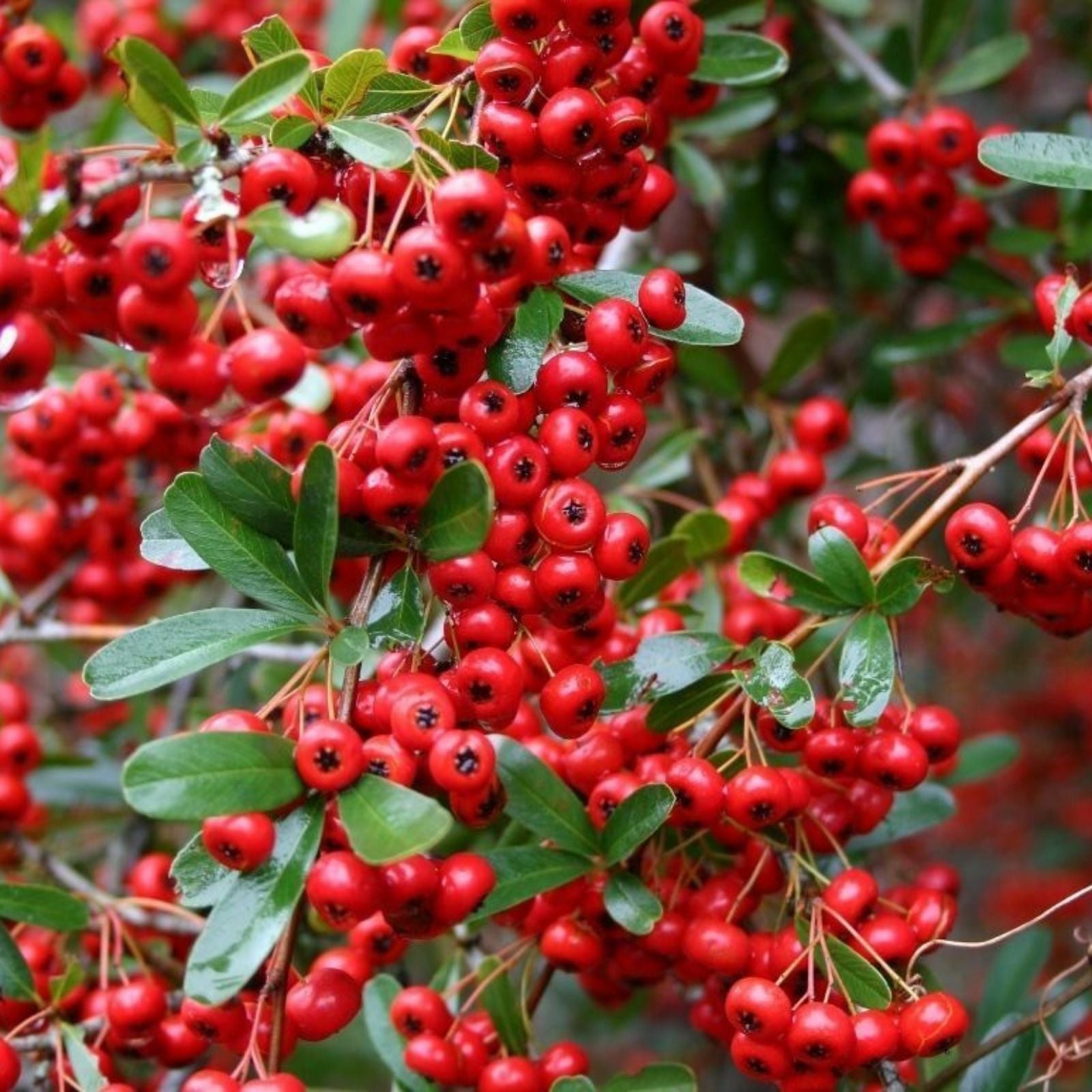 Cotoneaster lacteus Live Plant Bare Root Shrub 25+ Seeds Ornamental Berry for Garden Landscape Hardy Houseplant