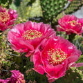 Prickly Pear Cactus Cutting Coral Rose Opuntia debreczyi Succulent for Gardens and Landscapes