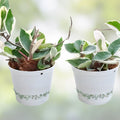 Hoya Carnosa Chelsea Cuttings Indoor Houseplant Propagation Kit Live Plant Starter