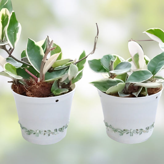 Hoya Carnosa Chelsea Cuttings Indoor Houseplant Propagation Kit Live Plant Starter