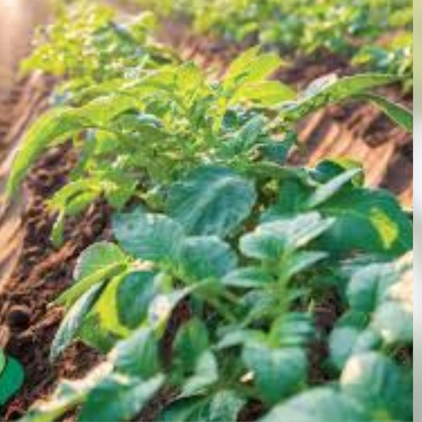 Kennebec Potato Seed Starters 3 lbs – White Skin, Disease Resistant, Solanum tuberosum, Live Plant, Garden Starter, Vegetable Plant