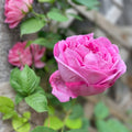 Climbing Rose Plant Cuttings Rosa spp Unrooted Live Starter Plants for Garden, Houseplant, Flowering, Garden Decor